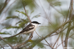 Lalage leucopyga montrosieri