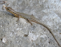 Sphenomorphus melanopogon