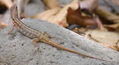 Sphenomorphus melanopogon