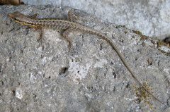 Sphenomorphus melanopogon