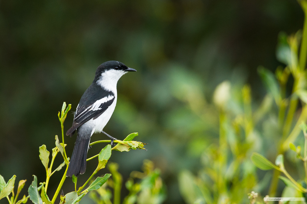 Long-tailed Triller photo