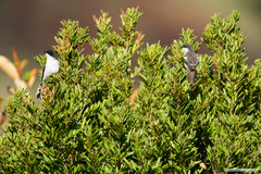 Lalage leucopyga montrosieri