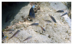Sebastes ventricosus