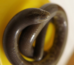 Dibamus novaeguineae