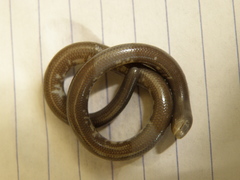 Dibamus novaeguineae