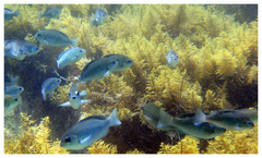 Girella punctata