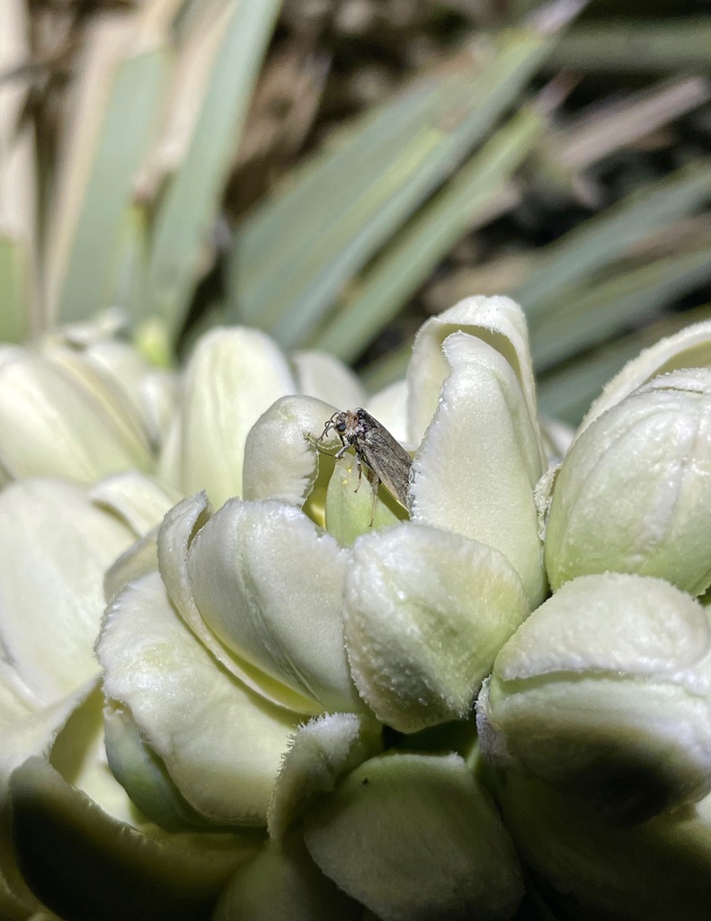 Western Joshua tree moth
