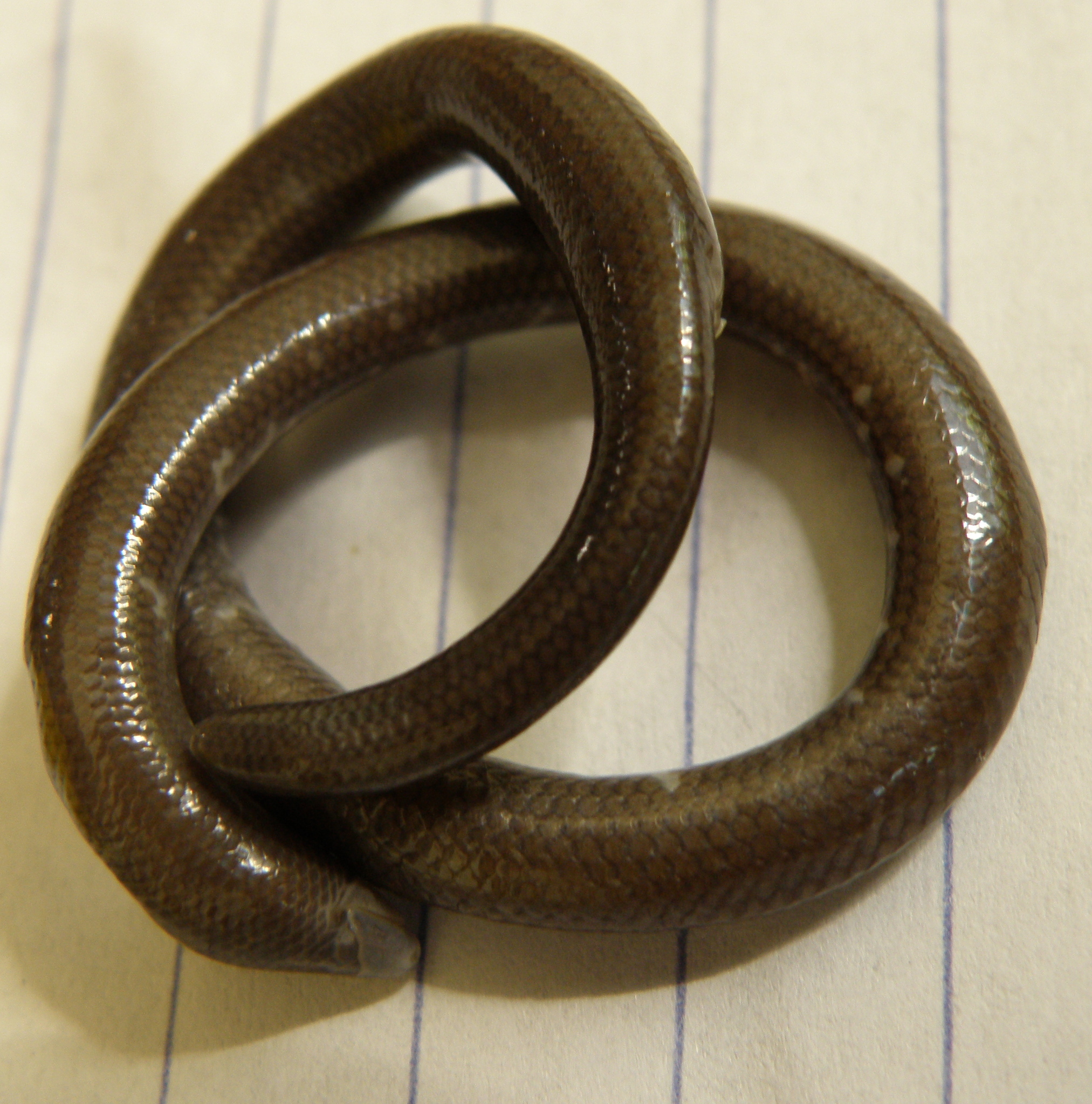 New Guinea Blind Earless Skink photo 5