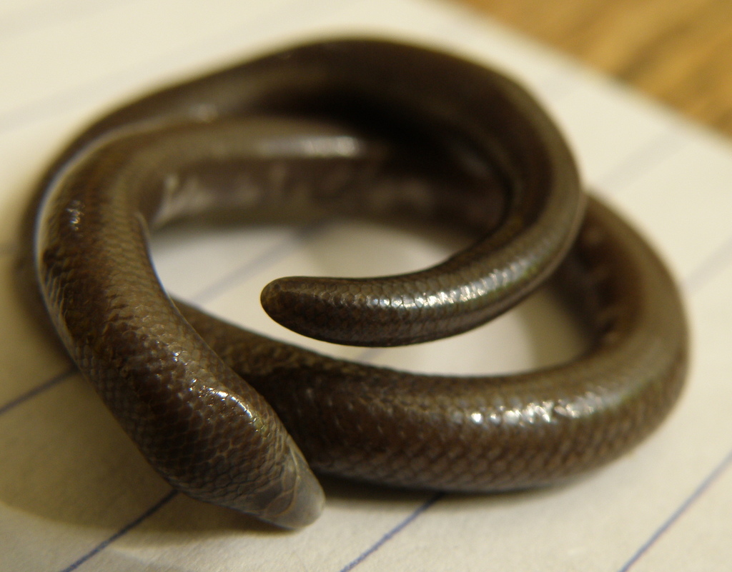 New Guinea Blind Earless Skink