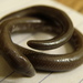 New Guinea Blind Earless Skink - Photo (c) Colin Trainor, some rights reserved (CC BY-NC), uploaded by Colin Trainor