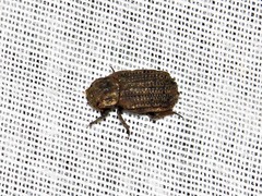 Phoberus rhyparoides