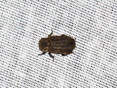 Phoberus rhyparoides