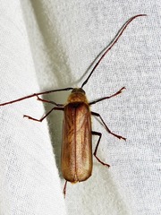 Erioderus pallens