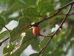 Elaeagnus thunbergii