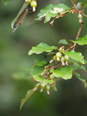 Elaeagnus thunbergii
