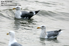 Larus fuscus heuglini