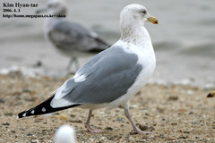 Larus fuscus heuglini