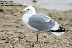 Larus fuscus heuglini