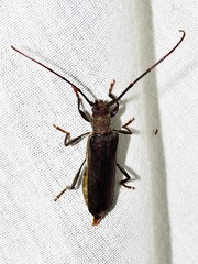 Xystrocera erosa