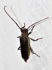 Xystrocera erosa