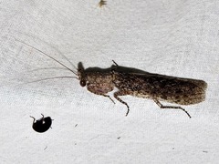 Tarachodinae