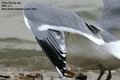 Larus fuscus heuglini