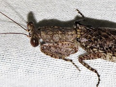 Tarachodinae