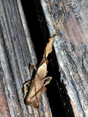 Phyllocrania paradoxa