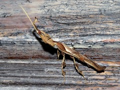 Phyllocrania paradoxa