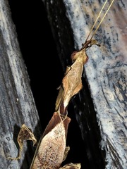Phyllocrania paradoxa