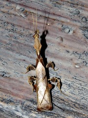 Phyllocrania paradoxa