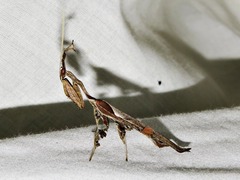 Phyllocrania paradoxa