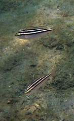 Parapristipoma trilineatum