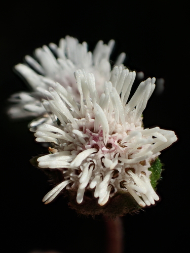 Adenostemma lavenia (L.) Kuntze