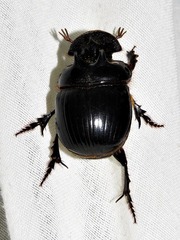Catharsius tricornutus