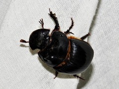 Catharsius tricornutus