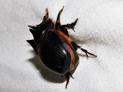 Catharsius tricornutus