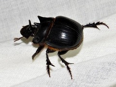 Catharsius tricornutus