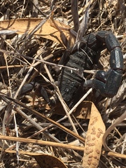 Hottentotta judaicus