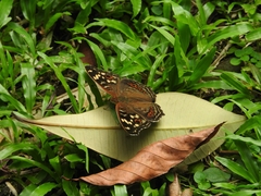 Junonia erigone