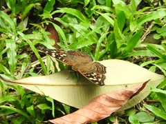 Junonia erigone