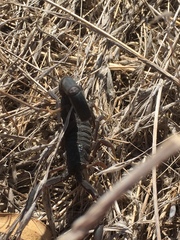 Hottentotta judaicus