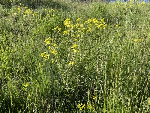 Erysimum crepidifolium (Erysimum crepidifolium)