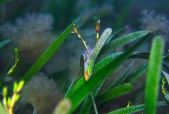 Posidonia australis