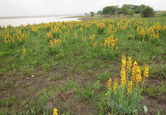 Argyrolobium robustum