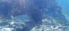 Acanthopagrus schlegelii