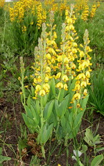 Argyrolobium robustum