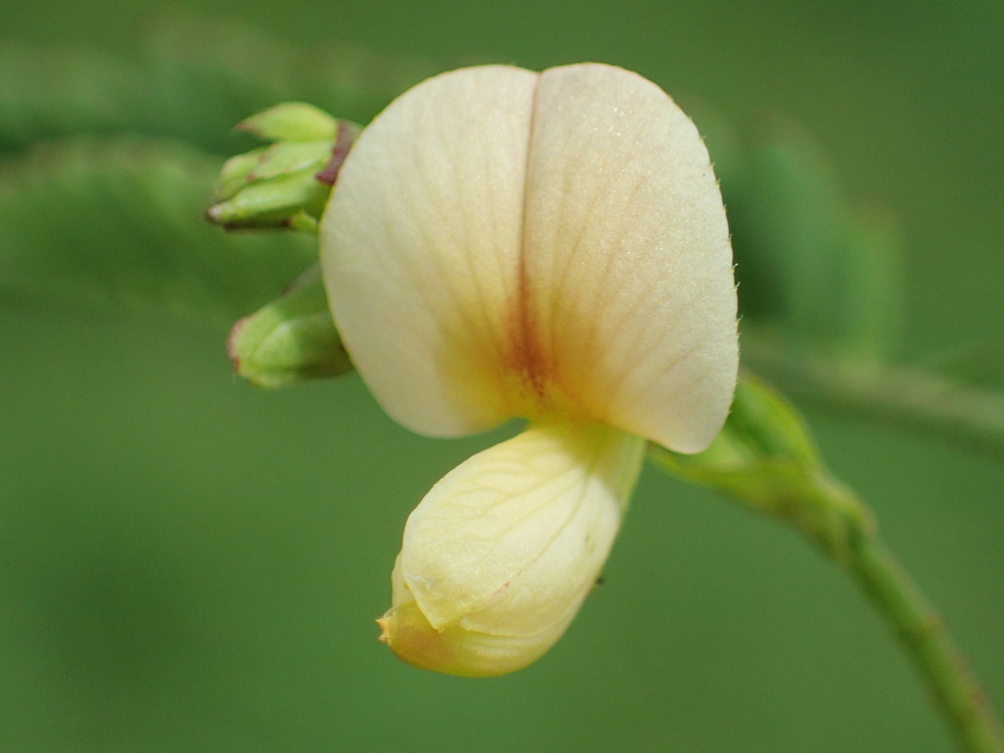 Aeschynomene indica