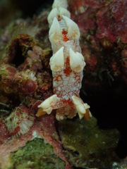 Bornella hermanni