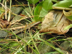 Eutropis multifasciata
